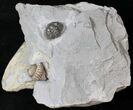 Enrolled Flexicalymene Trilobite Pair - Ohio #20996-1